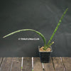 Sansevieria cylindrica, organically grown succulent plants for sale at TOMsFLOWer CLUB.