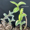 Tradescantia Sillamontana Aurea Variegata, organically grown tropical plants for sale at TOMsFLOWer CLUB.