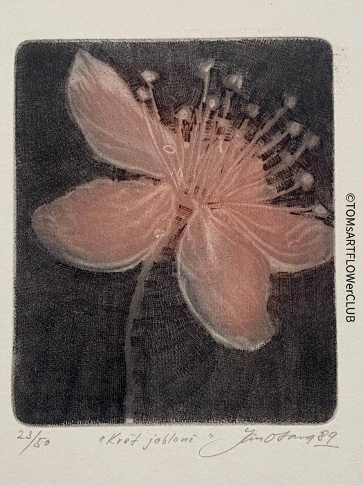 Jan Otava, Czech artist, Apple Tree Flower, etching on paper 23/50, 1989 for sale at TOMs FLOWer CLUB.
