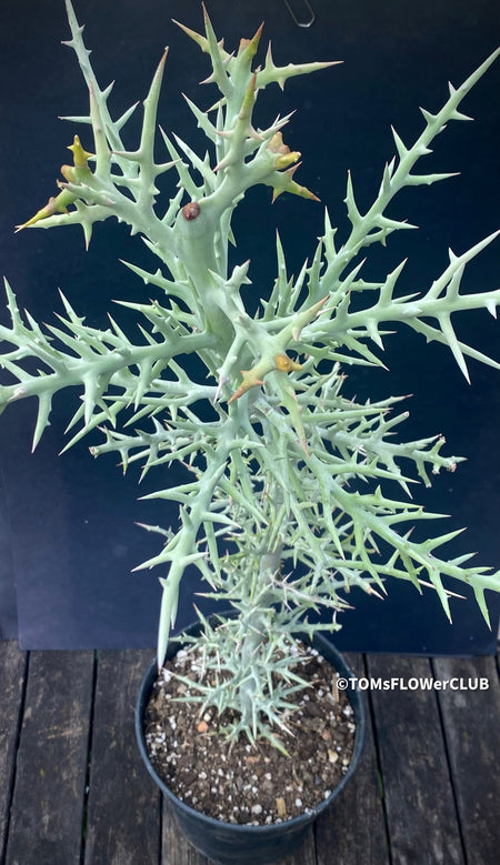 Euphorbia Stenoclada, organically grown Madagaskar succulent plants for sale at TOMsFLOWer CLUB.