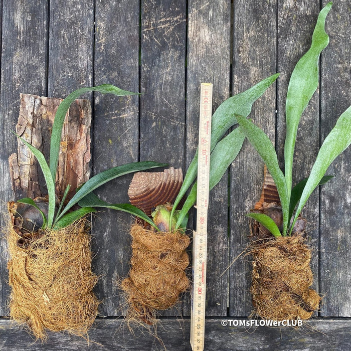 Staghorn fern Platycerium bifurcatum care Fern for mounting for sale Staghorn fern care tips Indoor fern plant Platycerium bifurcatum propagation Mounting a Platycerium bifurcatum Fern for vertical gardens Platycerium bifurcatum wall mount Platycerium bifurcatum hanging fern Fern for tropical gardens Platycerium bifurcatum epiphytic fern Unique fern plant Platycerium bifurcatum natural habitat Fern for humidity-loving plants Platycerium bifurcatum for terrariums Fern for decorative displays TOMs FLOWer CLUB