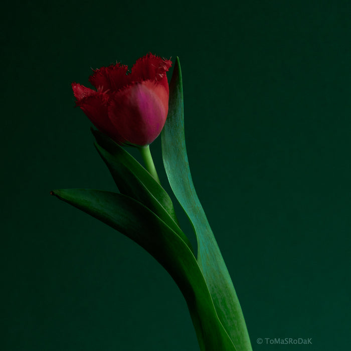 Red Tulip as ART PAPER PRINT by © Tomas Rodak, TOMs FLOWer CLUB, from 10x10cm up to 50x50cm available for unlimited sale.