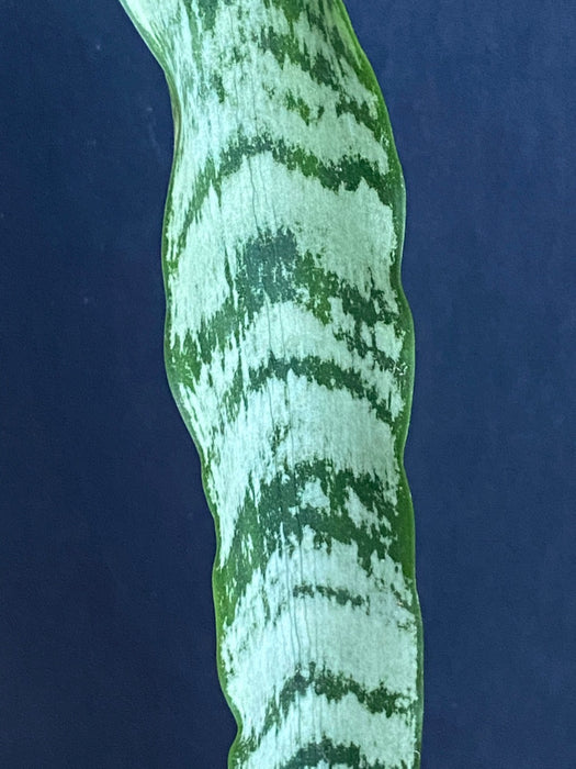 Sansevieria Trifasciata, organically grown succulent plants for sale at TOMsFLOWer CLUB.