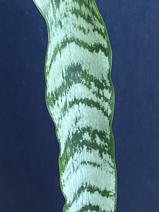 Organically grown Sansevieria Trifasciata rooted cuttings from TOMs FLOWer CLUB. Green-white striped snake plant, air-purifying & easy to care for.