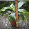 Nepenthes Sp. / Fleischfressende Pflanze, Karnivoren; Kannenpflanze / Pitcher plant, organically grown tropical plants for sale at TOMsFLOWer CLUB.