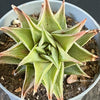 Haworthia Tortuosa, organically grown succulent plants for sale at TOMsFLOWer CLUB.