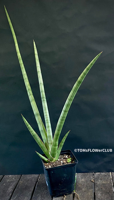 Sansevieria Suffruticosa Frosty Spears, Snake plant, Stiefmutter Zunge, Svokryne jazyky, organically grown succulent plants for sale at TOMs FLOWer CLUB.