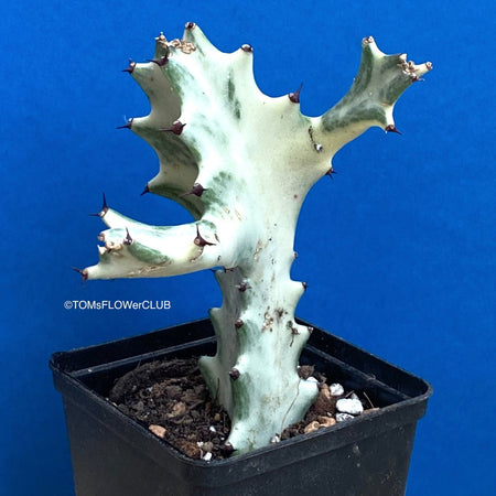 Sun loving succulent plant Euphorbia Lactea Alba, white ghost, grey ghost by TOMsFLOWer CLUB