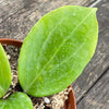 Hoya quinquenervia, Wachsblume, Hoya, tropical plant, Zimmerpflanzen, pflegeleichte Zimmerpflanze TOMs FLOWer CLUB