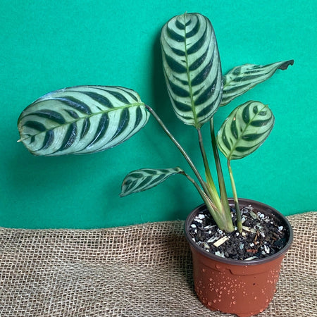Calathea Burle-Marx, organically grown tropical plants for sale at TOMsFLOWer CLUB