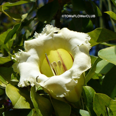 Solandra Longiflora, organically grown tropical plants for sale at TOMsFLOWer CLUB