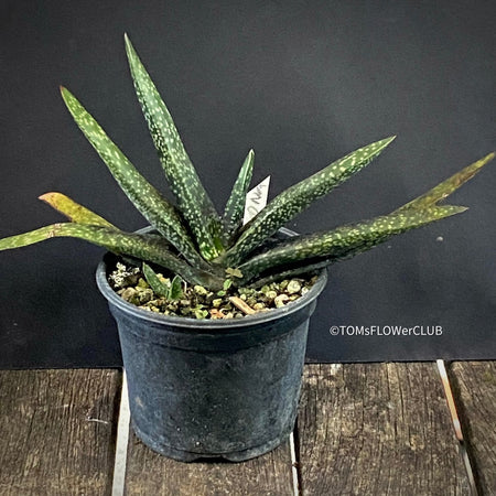 Gasteria Trigona, organically grown succulent plants for sale at TOMsFLOWer CLUB.