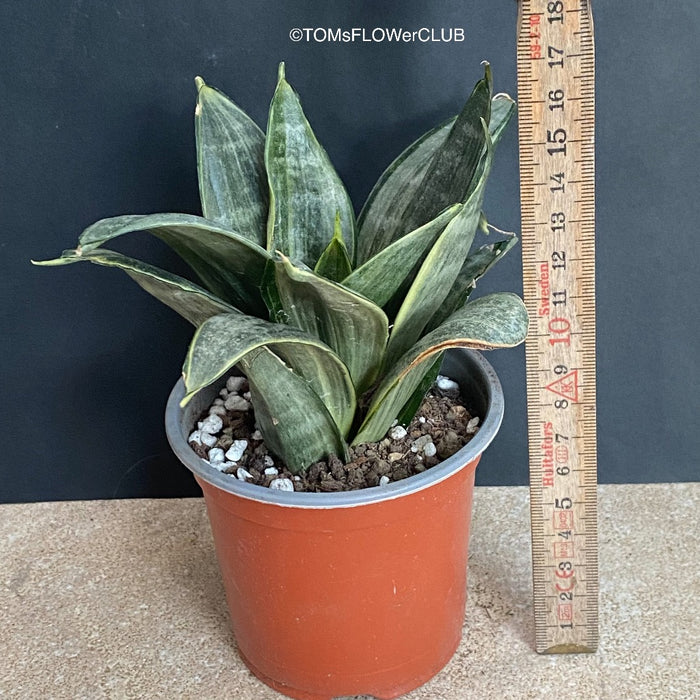 Sansevieria Hahnii Silver Frost, organically grown succulent plants for sale at TOMsFLOWer CLUB.