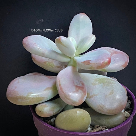 Pachyphytum Oviferum Momobijin, organically grown sun loving succulent plants for sale at TOMsFLOWer CLUB.