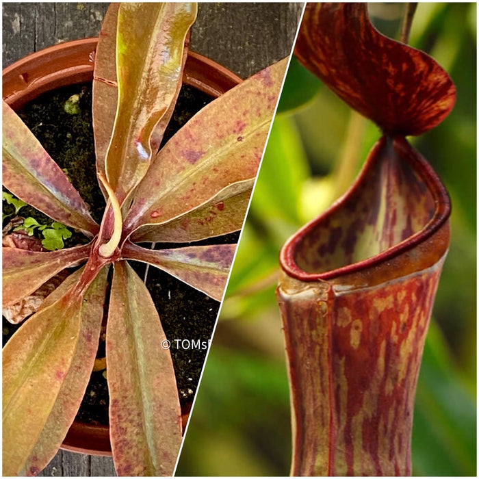 Nepenthes hemsleyana / Pitcher plant, organically grown tropical plants for sale at TOMsFLOWer CLUB.