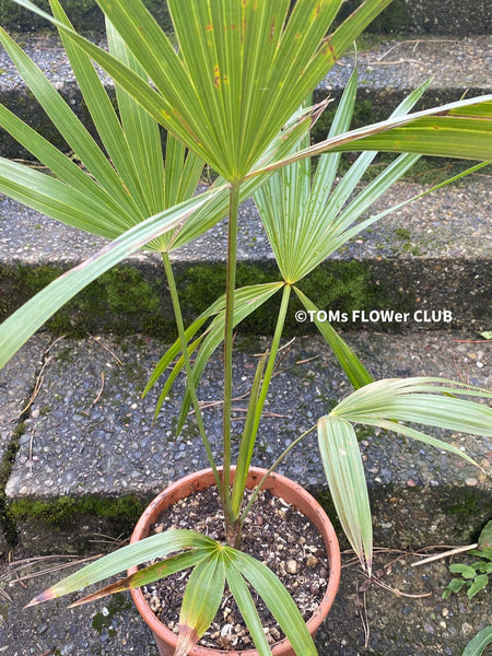 Leucothrinax Morrisii, Brittle Thatch Palm, Key Thatch Palm, palm, Palme, hardy palm trees, winterharte Palme, organically grown; plants for sale, TOMsFLOWer CLUB.