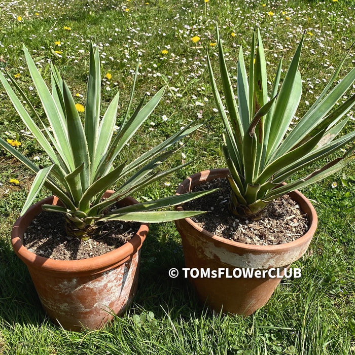 Agave Angustifolia, sun loving succulent indoor plant in green white variegata form for sale by TOMsFLOWer CLUB.