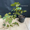 Cissus Rhombifolia, organically grown tropical plants for sale at TOMsFLOWer CLUB