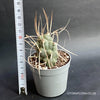 Tephrocactus Articulatus Syringacanthu, organically grown succulent plants for sale at TOMsFLOWer CLUB.