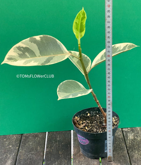 Ficus Elastica Variegata, organically grown plants for sale at TOMsFLOWer CLUB.