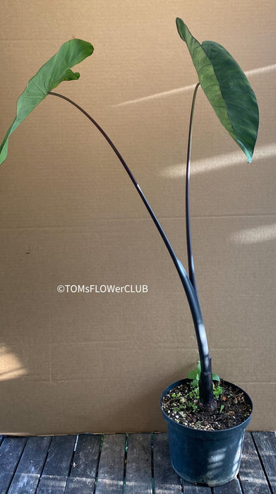 Colocasia Esculenta Hawaiian Punch, organically grown tropical plants for sale at TOMsFLOWer CLUB.