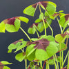 Oxalis Deppei, lucky clover, shamrock, organically grown plants for sale at TOMsFLOWer CLUB.