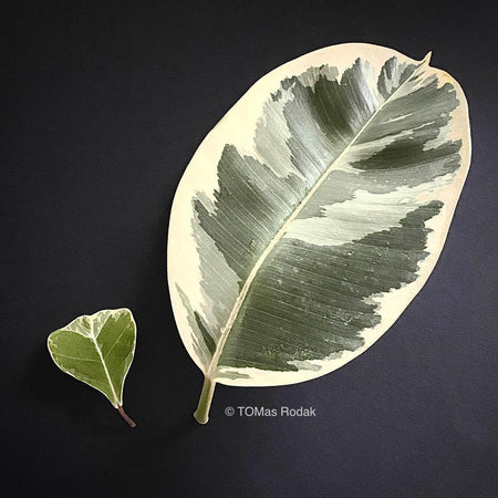 Minimalistic display of the heart formed leaf of Ficus triangularis and Ficus Elastica Variegata as ART PAPER PRINT by © Tomas Rodak, TOMs FLOWer CLUB, from 10x10cm up to 50x50cm available for unlimited sale. 
