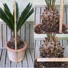 Cycas Revoluta Aurea / Golden Sago Palm, organically grown plants for sale at TOMsFLOWer CLUB.