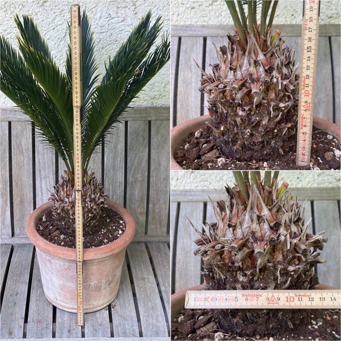 Cycas Revoluta Aurea / Golden Sago Palm, organically grown plants for sale at TOMsFLOWer CLUB.