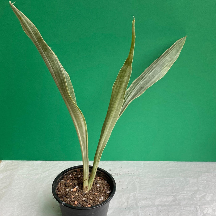 sansevieria metallica for sale Sansevieria Trifasciata Metallica | organically grown succulent plants