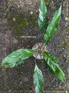 Spathiphyllum Wallisii Albo Variegata, organically grown tropical plants for sale at TOMsFLOWer CLUB.