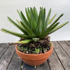 Agave Victoriae Reginae in a clay pot, sun loving and hardy succulent plant for sale at TOMsFLOWer CLUB