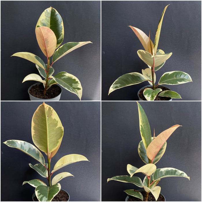 Ficus elastica variegata