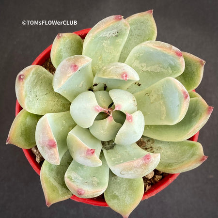 Echeveria Chihuahuaensis, sun loving succulent plants for sale  by TOMsFLOWer CLUB