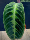 Calathea Warcewizii, organically grown tropical plants for sale at TOMsFLOWer CLUB