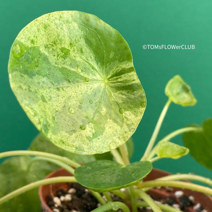 Pilea Peperomioides Mojito, organically grown tropical plants for sale at TOMsFLOWer CLUB.