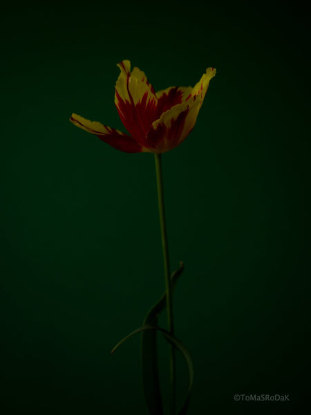 Tulip Photo Picture by Tomas Rodak for sale at TOMs FLOWer CLUB. Limited edition runs of 139 only, framed as real photo print of museum quality, behind 2mm acrylic glass, made by WhiteWall.