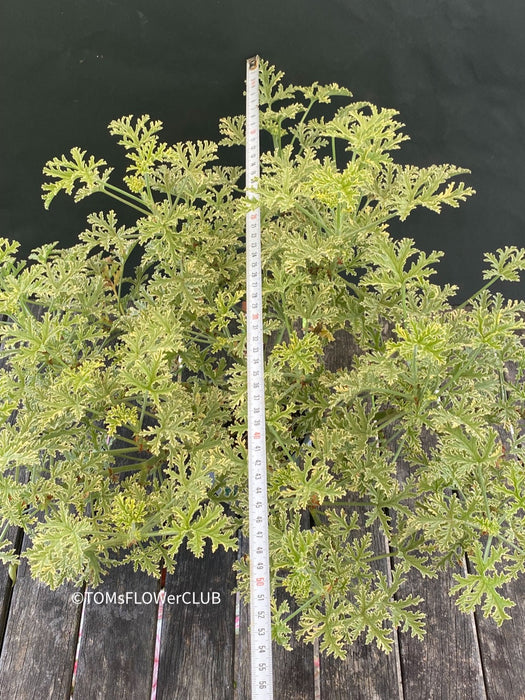 Pelargonium Graveolens Variegata "Lady Plymouth" - Scented / Rose Pelargonium, organically grown tropical plants for sale at TOMsFLOWer CLUB.