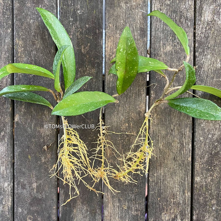 Hoya pubicalyx, cutting, Steckling, Wachsblume, Voskovka, organically grown tropical Hoya plants for sale at TOMsFLOWer CLUB.