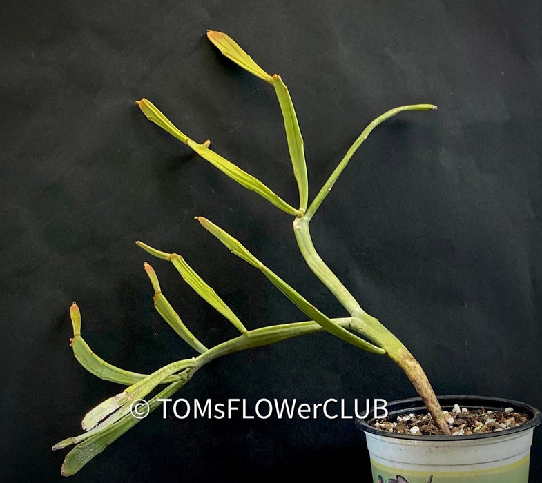 Euphorbia Xylophylloides, organically grown Madagaskar succulent plants for sale at TOMsFLOWer CLUB.