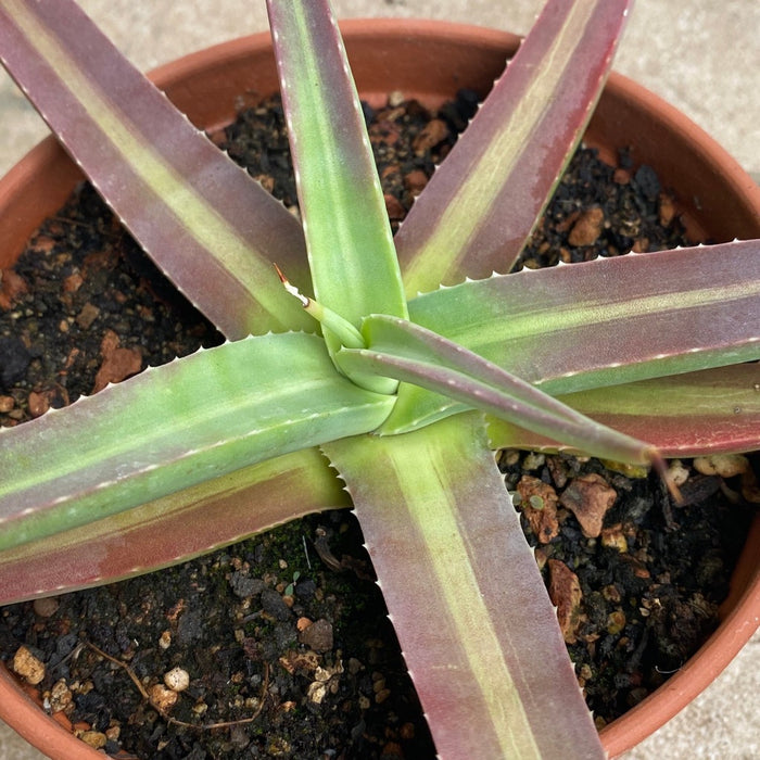 Agave Nizandensis sun loving succulent plant for sale at TOMsFLOWer CLUB