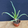 Aloe Arborescens, organically grown succulent plants for sale at TOMs FLOWer CLUB.