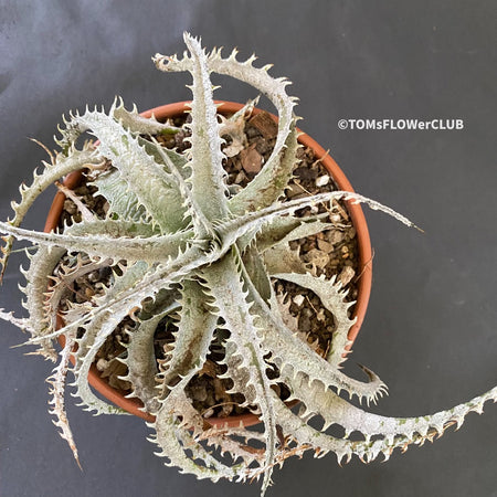 Hechtia Montana, organically grown succulent plants for sale at TOMsFLOWer CLUB.