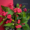 Euphorbia milii, Crown of Thorns, organically grown succulent plants for sale at TOMsFLOWer CLUB.