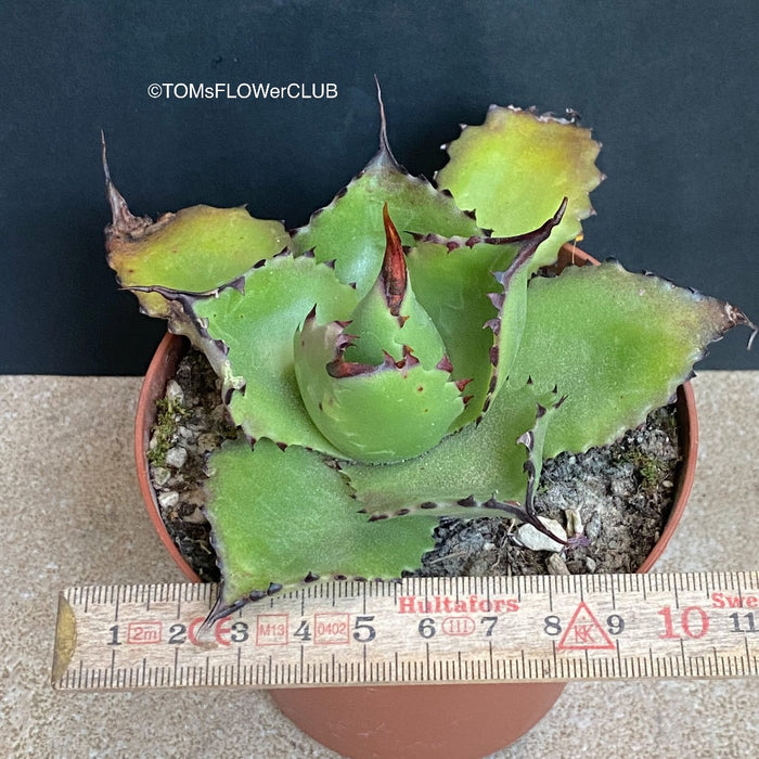 Sun loving succulent plant Agave Chiapensis for sale by TOMsFLOWer CLUB.
