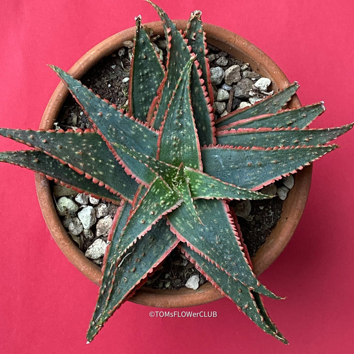christmas carol succulent Aloe Hybrid Christmas Carol | organically grown succulent plants