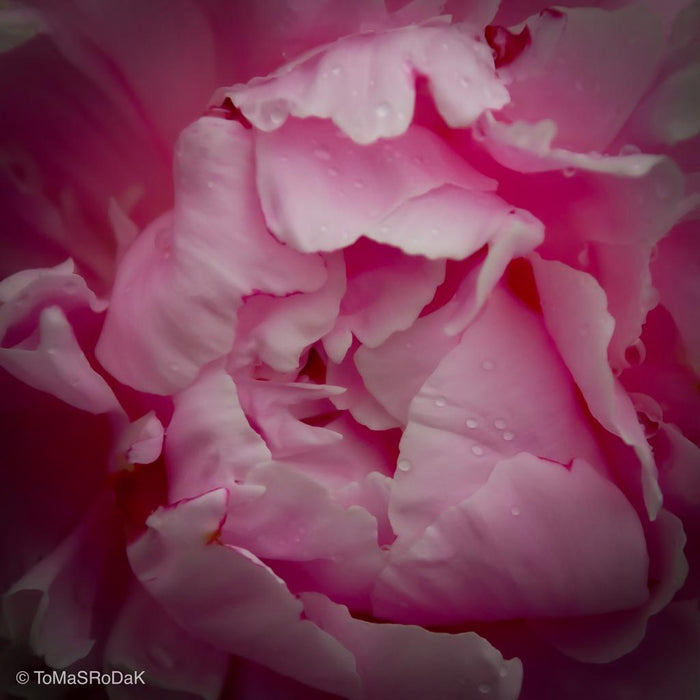 Pink peony in blossom, still life floral art photography by Tomas Rodak, photo behind the acrylic glas made by White Wall / LUMAS; offered for sale by TOMs FLOWer CLUB.