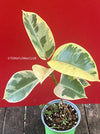 Ficus Elastica Variegata, super white, Albo Variegata, organically grown plants for sale at TOMsFLOWer CLUB.