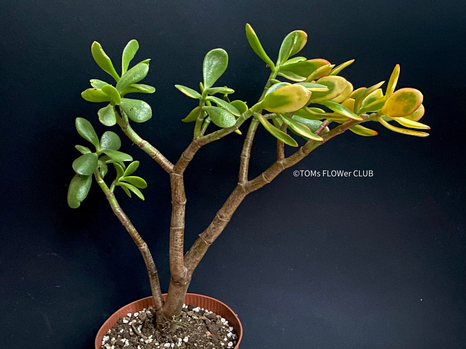 Crassula Ovata Hummel's Sunset, organically grown succulent plants for sale at TOMsFLOWer CLUB.