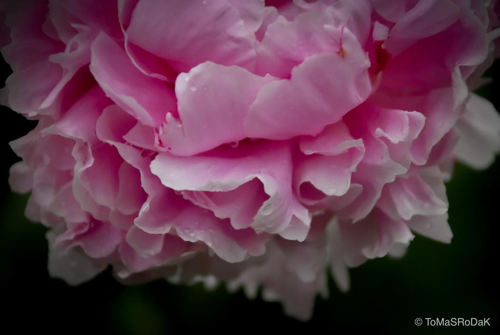 PHOTO PICTURE - Peony XII
